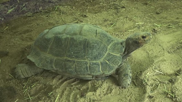 ビルマムツアシガメ / The Burmese mountain tortoise, the Burmese black tortoise, Manouria emys phayrei, resting on the ground, 4K