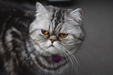 naughty looking cat, persian exotic looks cranky