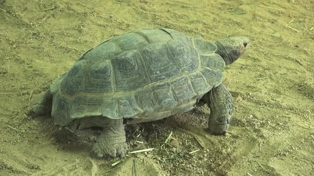 The Burmese mountain tortoise, the Burmese black tortoise, Manouria emys phayrei, 4K
