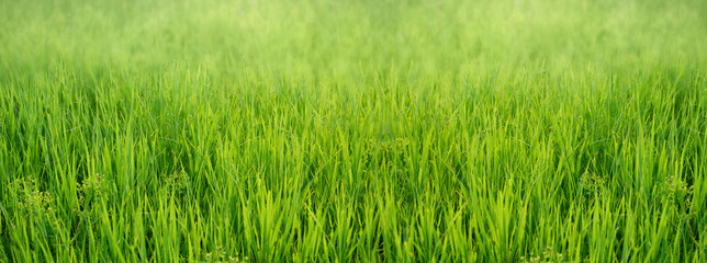 Uncut summer meadow. Nature background.