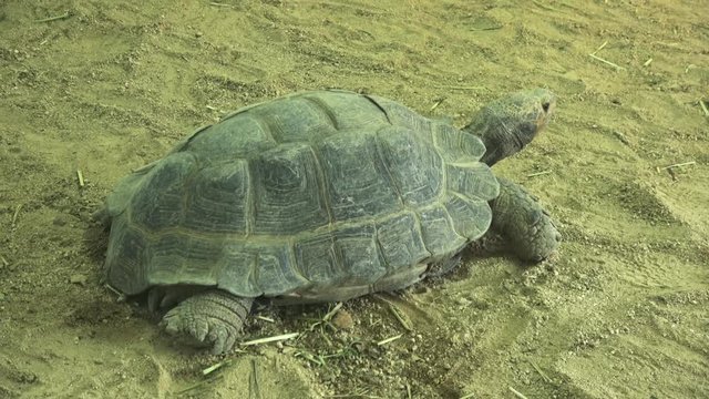 ビルマムツアシガメ / The Burmese mountain tortoise, the Burmese black tortoise, Manouria emys phayrei, resting on the ground, 4K