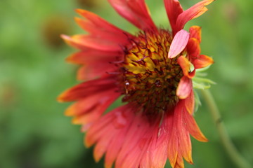 bee on flower