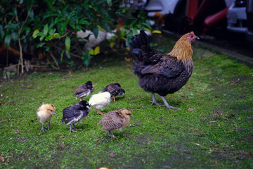 Cargo ship travel pass Auckland harbor bridge in New Zealand