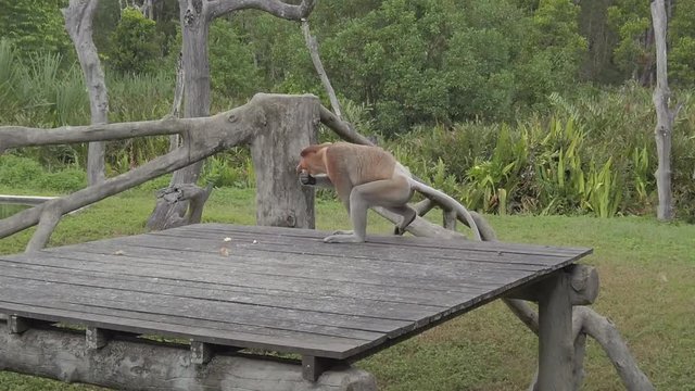 Proboscis monkey eating a snack while sitting on a wooden platform in Borneo rainforest