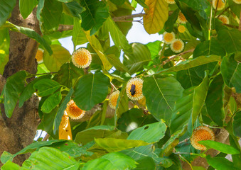 Neolamarckia cadamba, burflower-tree, laran, Leichhardt pine, kadam, Scientific name Anthocephalus...