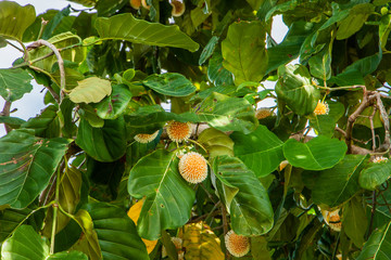Neolamarckia cadamba, burflower-tree, laran, Leichhardt pine, kadam, Scientific name Anthocephalus chinensis Rich. ex Walp.