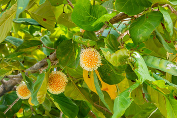 Neolamarckia cadamba, burflower-tree, laran, Leichhardt pine, kadam, Scientific name Anthocephalus...