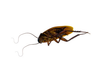 Dead cockroach supine upside isolated on white background