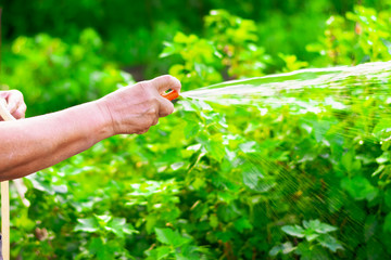 Elderly woman's hand holding a hose with water and watering plants