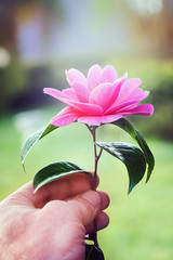 Man's hand with camelia tree blossom in a blurry background