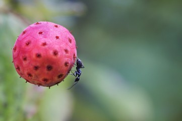 ヤマボウシの実とアリ