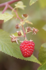 Delicious, juicy, organic raspberries on a green background growing on the bushes