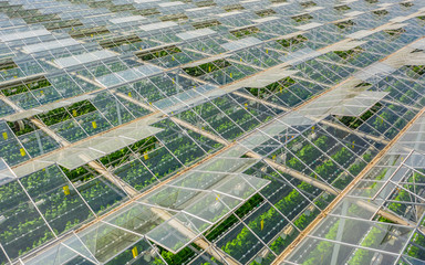 Greenhouses with vegetables