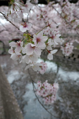 春の満開の桜の花