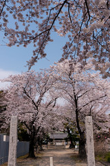 Obraz premium 春の満開の桜の花