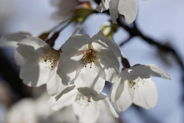 春の満開の桜の花びら
