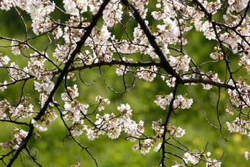 春の満開の桜の花