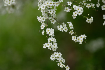 春の公園の満開のユキヤナギ