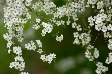 春の公園の満開のユキヤナギ