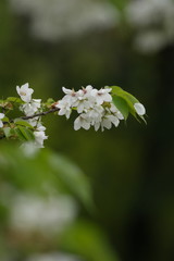春の満開の桜の花