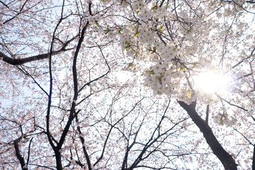 春の満開の桜の花