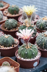 cactus and succulents flowers, Astrophytum asterias © Ek