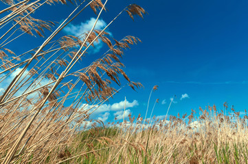 Reed. A young green shoots of wild marsh cane spring comes up through last year's thickets against a blue sky and white clouds.