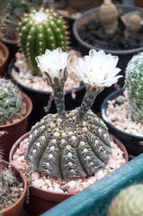 Gymnocalycium ragonesei flower, cactus and succulents