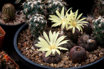 Frailea castanea v. nitens, cactus and succulents flower