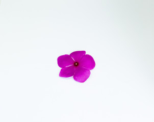 beautiful flowers on the isolated  white background.