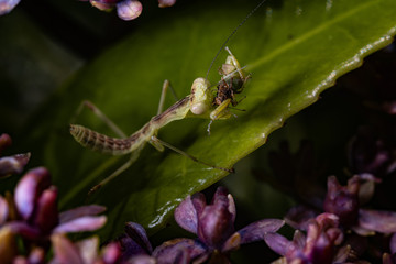 mantis hunts small bag on flower