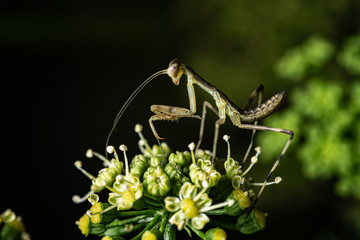 mantis hunts small bag on flower