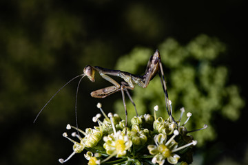 mantis hunts small bag on flower