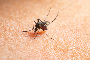 mosquito on man's skin