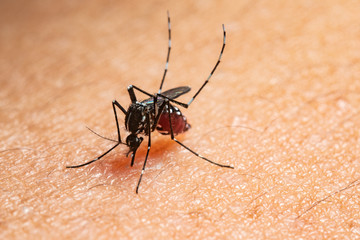 mosquito attack to human