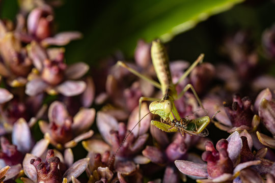 mantis hunts small bag on flower