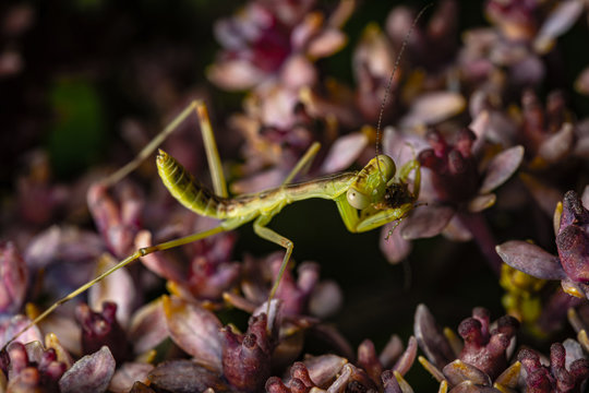 mantis hunts small bag on flower
