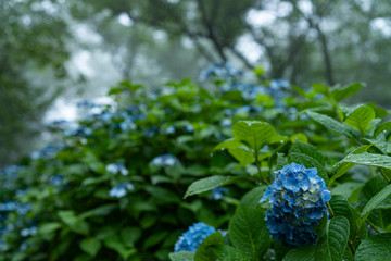 Hydrangea blossom in rainy day