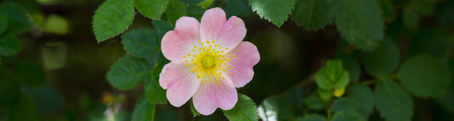 Banner of Close up of a dog rose, Rosa canina, with green leaves in summer