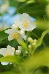 Fototapeta na wymiar Blooming jasmine bush (Chubushnik)