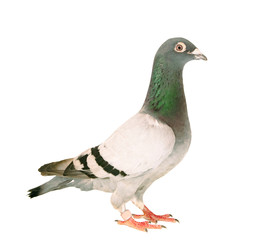 full body of speed racing pigeon bird standing isolate white background
