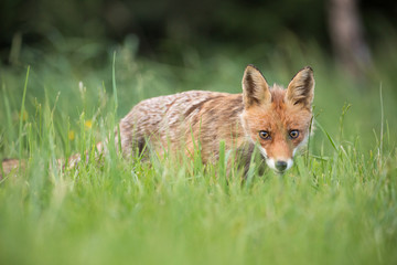 Fototapeta premium Wild European Red Fox (Vulpes vulpes) amongst the tall grass. Image taken in Slovakia, wildlife. 