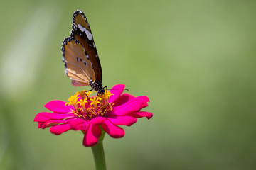 Closeup Butterfly and Flowers.