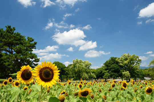 1 0 Best 万博記念公園 Images Stock Photos Vectors Adobe Stock