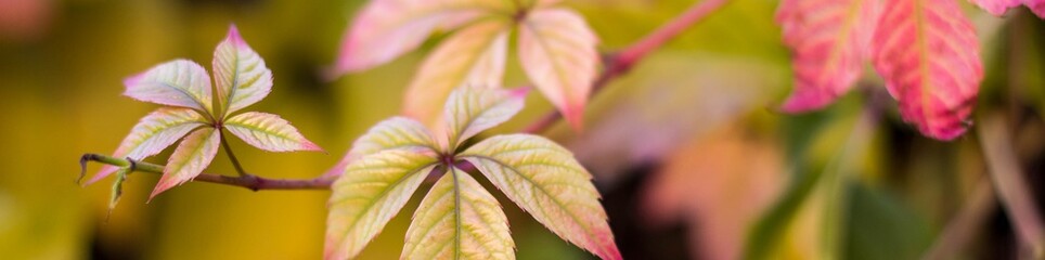 Banner of red yellow leaves of wild grapes in autumn