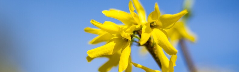 Banner of Yellow Beautiful Forsythia Bush Bloom in Springtime