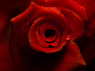 Beautiful red rose after rain. Rose macro, top view.
