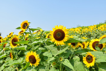 馬見丘陵公園のひまわり