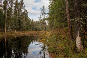 Obraz premium Small pond in the forest
