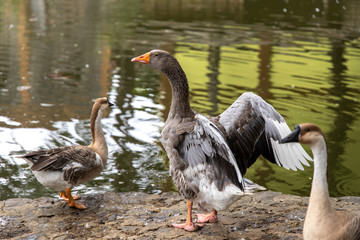 Goose on the lake
